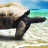 icon live wallpapers turtles 5.00