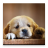 icon Audiobook: Puppy Care 43.0