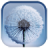 icon Dandelion 2.0.4