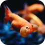 icon Fishes 3D Live Wallpaper