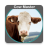 icon Cow Master 2.3.5