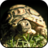 icon Turtle Wallpapers 1.0