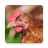 icon Chicken Sounds 3.7.0