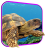 icon Turtle 3D Live Wallpaper 3.0