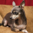 icon Toy Terrier Jigsaw Puzzle 1.0