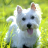 icon West Highland Terriers Puzzle 1.0