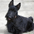 icon Scottish Terriers Jigsaw Puzzle 1.0