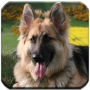 icon Wallpapers of German Shepherds