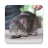 icon Bandicoot Rat Sounds 2.6
