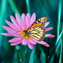 icon Butterfly live wallpaper