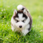 icon Cute Puppies Live Wallpaper