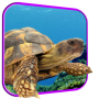 icon Turtle 3D Live Wallpaper