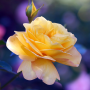 icon Roses Live Wallpaper