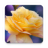 icon Roses Live Wallpaper 1.0.8