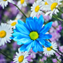 icon Daisies Flowers Live Wallpaper