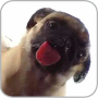 icon Dog Licking Live Wallpaper 