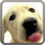 icon Dog Screen Cleaner LWP 