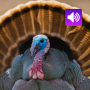 icon Turkey bird sounds