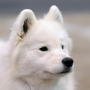 icon Samoyed Jigsaw Puzzle