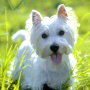 icon West Highland Terriers Puzzle