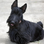 icon Scottish Terriers Jigsaw Puzzle