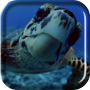 icon Sea Turtle Live Wallpaper