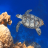 icon com.piedlove.turtle.swimming.coral.reef 2.0.0