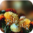 icon Autumn Flowers Live Wallpaper 1.0.5