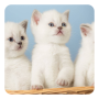 icon Kittens Live Wallpaper