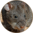 icon com.sounds.bandicootrat 2.0