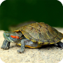 icon Turtle Wallpaper