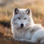 icon Wolf Sounds