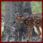 icon White Tail Deer Wallpaper App